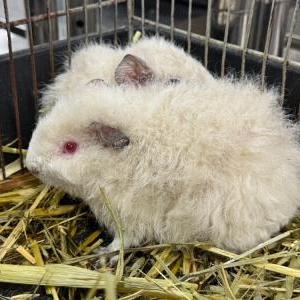2025-12-10入荷 モルモット 2枚目