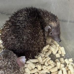 ヒメハリテンレック