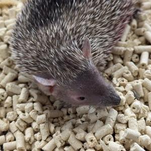 2025-12-10入荷 ヒメハリテンレック 2枚目