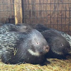 インドタテガミヤマアラシ