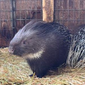 2025-12-24入荷 インドタテガミヤマアラシ 2枚目