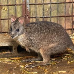 パルマワラビー