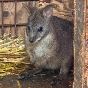 2025-12-24入荷 パルマワラビー 2枚目