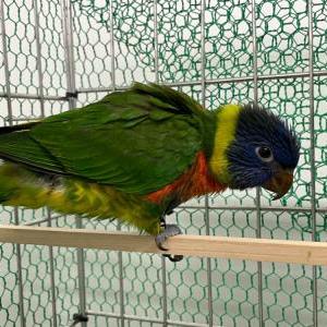 ゴシキセイガイインコ