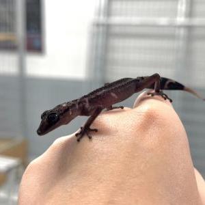 ミヤビササクレヤモリ