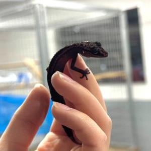 2026-01-26入荷 ミヤビササクレヤモリ 2枚目