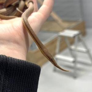 2026-01-26入荷 テングキノボリヘビ 2枚目