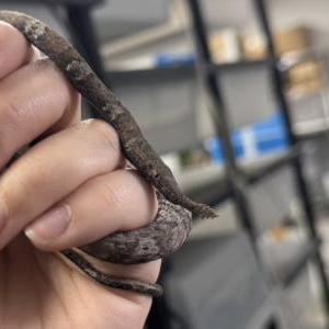 2026-01-26入荷 ミナミテングキノボリヘビ 2枚目