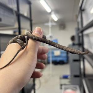 ミナミテングキノボリヘビ