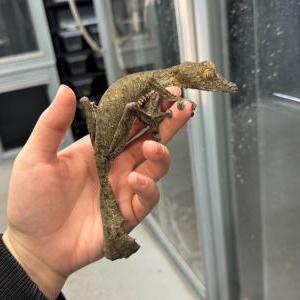 2026-01-26入荷 フリンジへラオヤモリ 4枚目