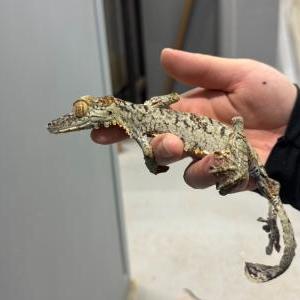 2026-01-26入荷 フリンジへラオヤモリ 5枚目