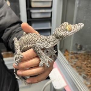 フリンジへラオヤモリ