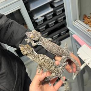 2026-01-26入荷 フリンジへラオヤモリ 3枚目