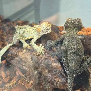 2026-01-26入荷 フリンジへラオヤモリ 2枚目