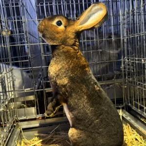 2026-02-20入荷 レッキス 2枚目