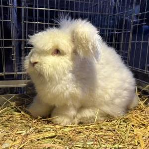 イングリッシュアンゴラ（ルビーアイドホワイト）