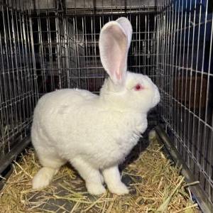 フレミッシュジャイアント(アルビノ)