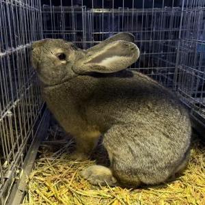 フレミッシュジャイアント(チェスナット)