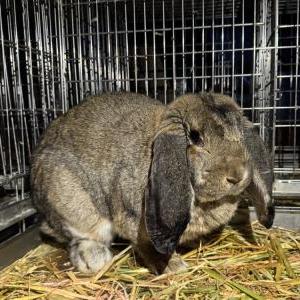 2026-02-20入荷 フレンチロップイヤーラビット 2枚目