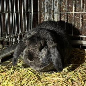 ジャーマンロップイヤー