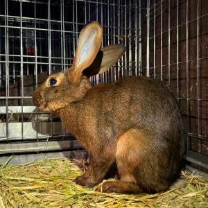 ベルジアンヘアラビット