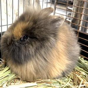 2026-02-20入荷 ライオンヘッド 2枚目