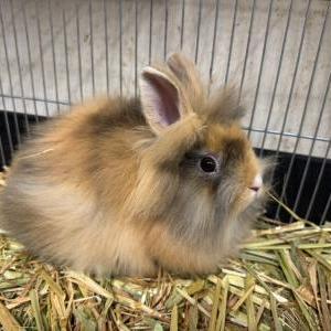 ライオンヘッド