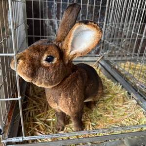 2026-02-20入荷 レッキス 4枚目