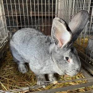 フレミッシュジャイアント（ライトグレー）