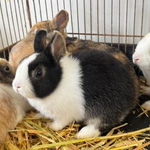 スプーンイヤーラビット