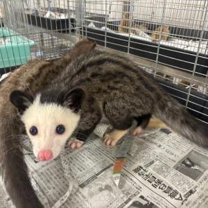 パームシベット(モザイク)