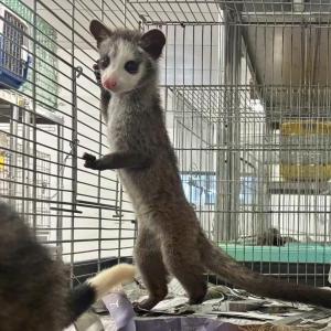 2026-03-13入荷 パームシベット(モザイク) 2枚目