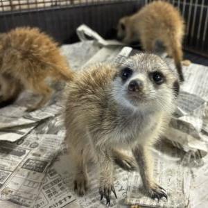 ミーアキャット