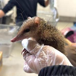 コモンテンレック