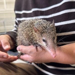 2026-03-20入荷 コモンテンレック 4枚目