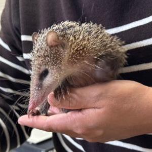 2026-03-20入荷 コモンテンレック 3枚目