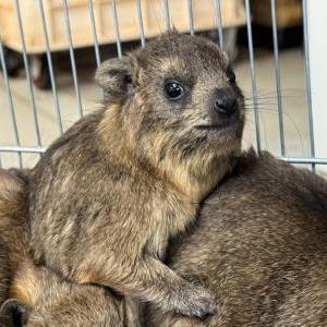 ケープハイラックス