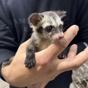 パームシベット(Northern)