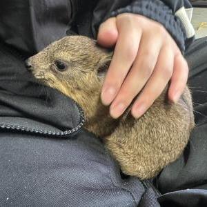 2026-03-20入荷 ケープハイラックス 2枚目