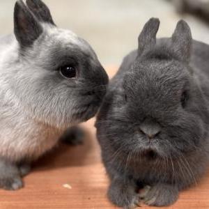 ポーリッシュ(ブルー)