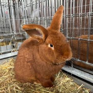 ニュージーランドレッド