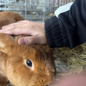 2026-03-26入荷 ニュージーランドレッド 2枚目