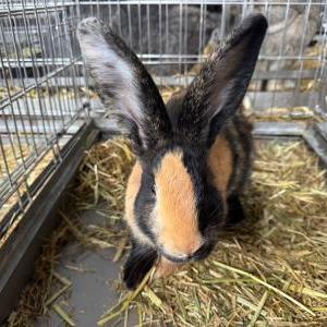 2026-03-26入荷 ハーレクイン 2枚目