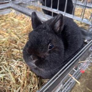 ポーリッシュ(ブラック)