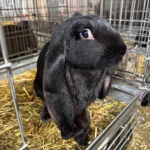 2026-03-26入荷 イングリッシュロップイヤーラビット 2枚目