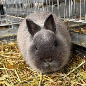 ポーリッシュ(サイアミーズセーブル)