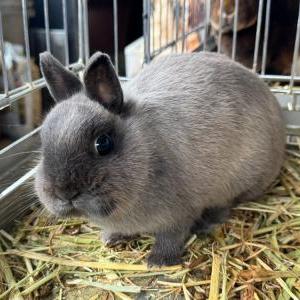 2026-03-26入荷 ポーリッシュ(サイアミーズセーブル) 2枚目