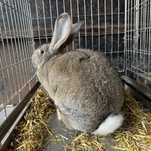 2026-03-26入荷 フレミッシュジャイアント(チェスナット) 2枚目