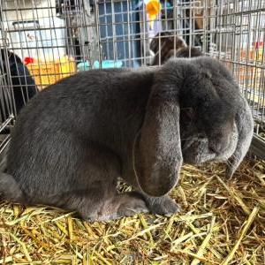 フレンチロップイヤーラビット