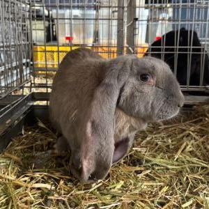 2026-03-26入荷 イングリッシュロップイヤーラビット 2枚目